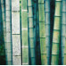 Стеновая панель, влагостойкая из алюминия с изображением бамбука. Стоимость за м2. 