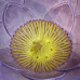 Lotus Flower писсуар в форме лотоса Clark Made